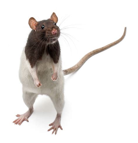 2,600+ Rat Standing Up Stock Photos, Pictures & Royalty-Free Images - iStock