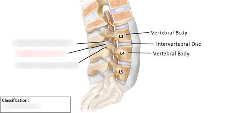 Zygapophyseal Joints Diagram | Quizlet