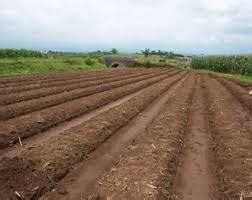 Cara Budidaya Tanaman Kangkung Darat Petani TOP