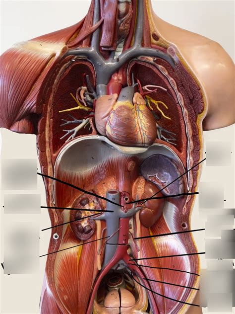 Inferior Arteries In The Torso Model Diagram Quizlet