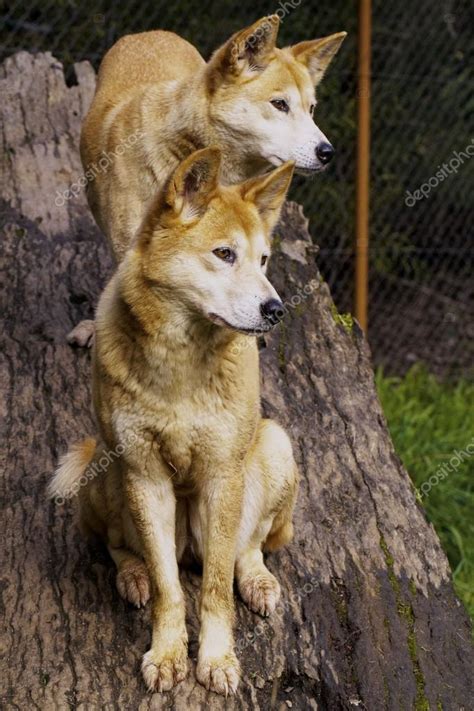 Dingo (Canis lupus dingo) — Stock Photo © Whitepointer #55943273