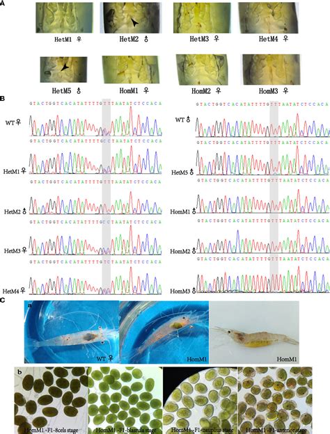 Frontiers Crisprcas9 Mediated Gene Mutation Of Eciag Leads To Sex Reversal In The Male