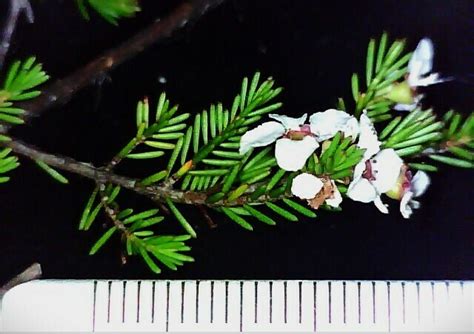 Harmogia Densifolia From Wolgan State Forest NSW 2790 Australia On