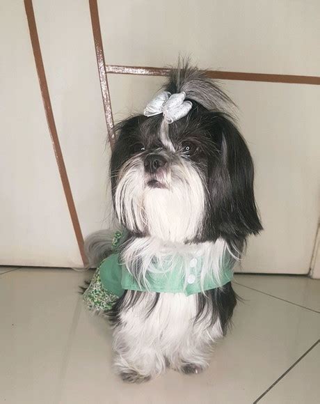 Vestido para Pet super delicado | Elo7 Produtos Especiais