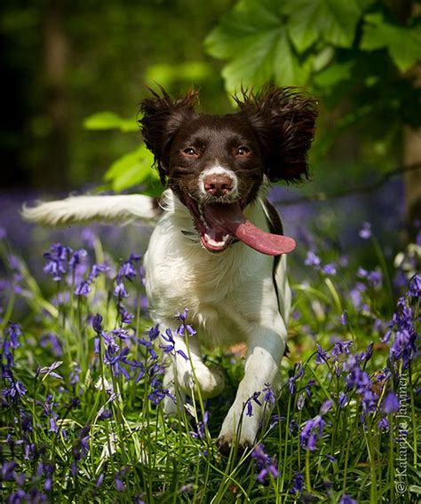 English Springer Spaniel Running In Bluebell Woods Springer Spaniel