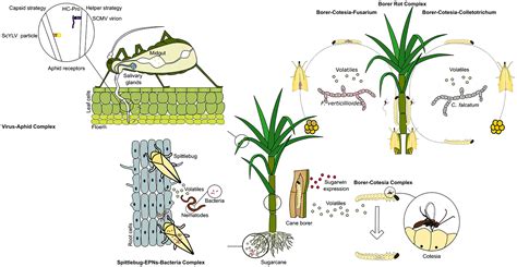 Scielo Brasil Sugarcane Multitrophic Interactions Integrating Belowground And Aboveground