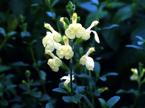 Salvia Greggii Sungold Salvias Plants