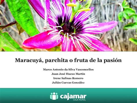 Pdf Maracuy Parchita O Fruta De La Pasi N Maracuy Parchita O Ruta