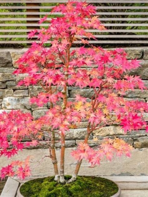 Best Soil For Japanese Maple Bonsai - A Comprehensive Guide - Days in ...