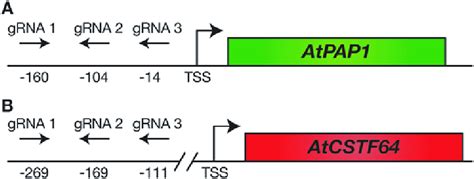 Grna Target Positions On Atpap And Atcstf A Show The Positions And