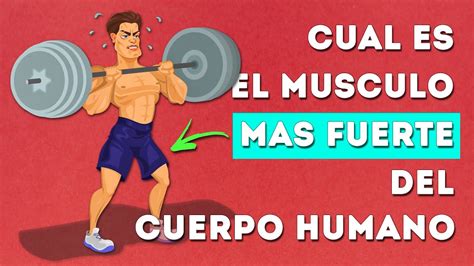 Descubre Cual Es El MUSCULO Mas FUERTE Del Cuerpo Humano YouTube