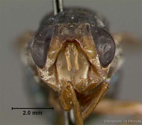 The Geographical Distribution Of The Human Bot Fly Dermatobia Hominis