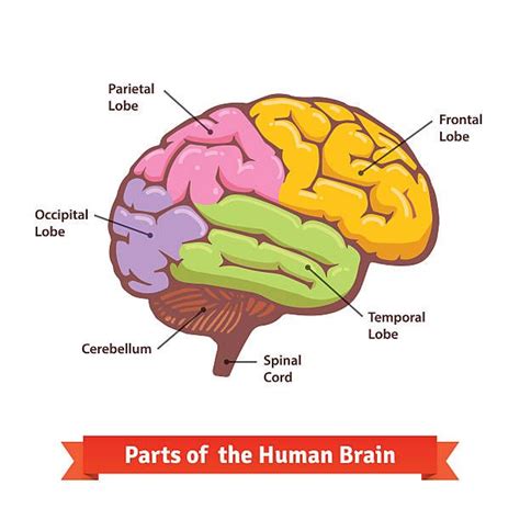 520 Parietal Lobe Illustrations Royalty Free Vector Graphics Clip Art