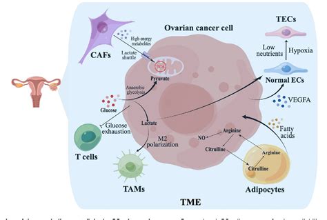 Figure 2 From Metabolic Reprogramming Of The Ovarian Cancer