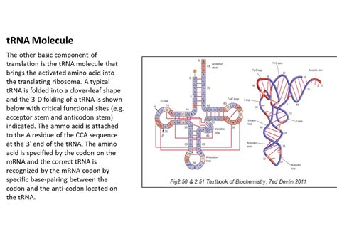 Basic Concepts Of Protein Biosynthesis