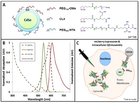 Fluorescent materials and Förster resonance energy transfer FRET