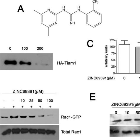 Expression Of Rac G V Constitutively Active Variant Attenuates The