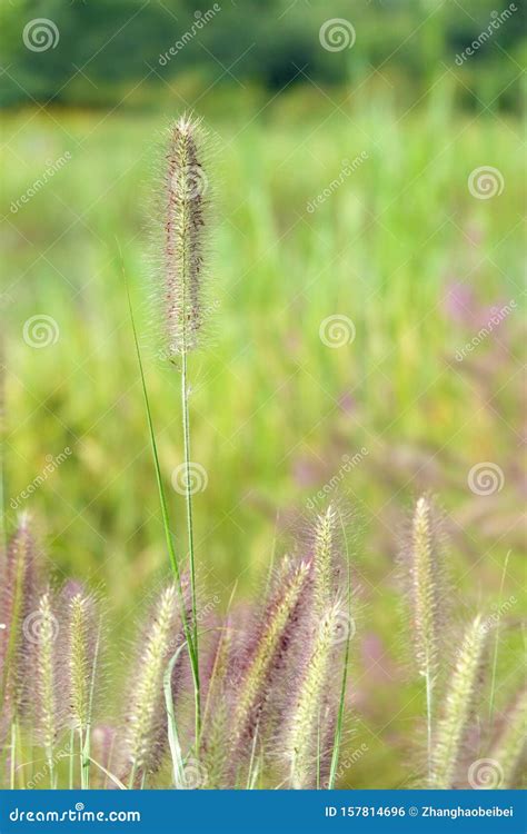 Grass Spike Stock Photo Image Of Spike Nature Plant 157814696