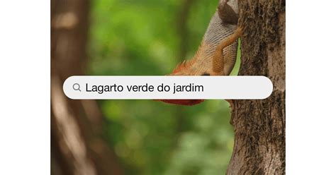 Lagarto Verde Do Jardim Fotos Baixe Imagens Gratuitas Na Unsplash