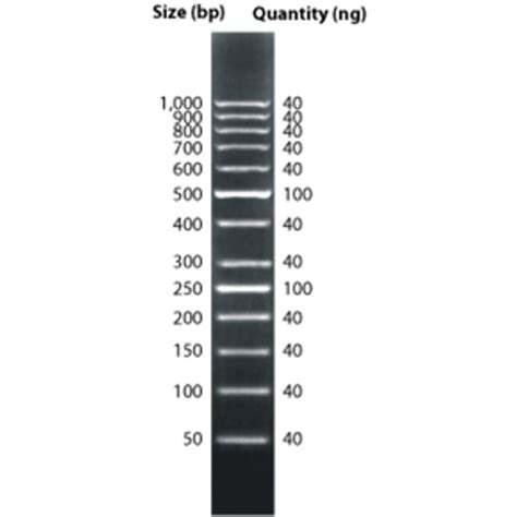 Bp Dna Ladder