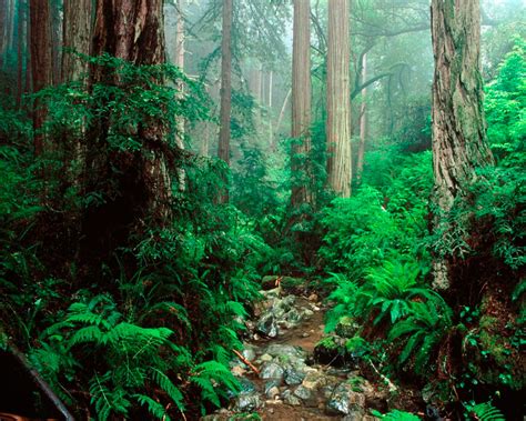 Conoce Los Bosques Nublados En M Xico