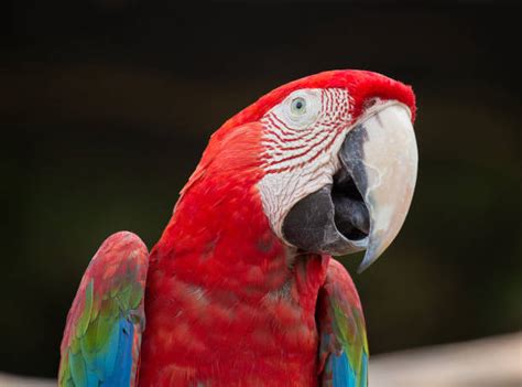 280+ Kakadu Bird Photos Stock Photos, Pictures & Royalty-Free Images - iStock