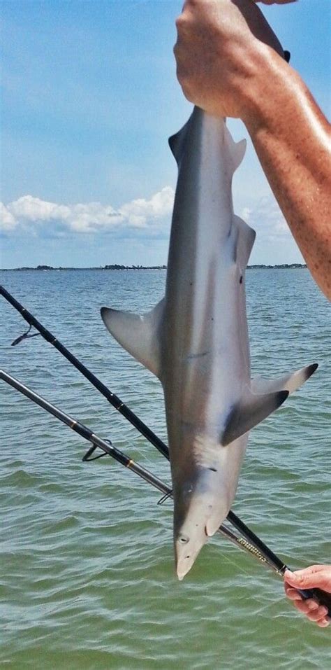 Blacktip Shark In The Gulf By Crystal River Crystal River Shark Florida