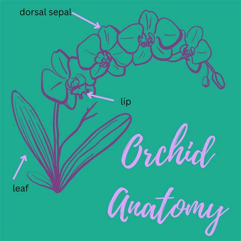 orchid anatomy plant parts  terminology akatsuka orchid gardens