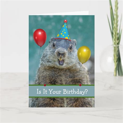 Funny Happy Birthday On Groundhog Day Again Card Zazzle