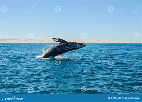 Breaching Gray Whales Eschrichtius Robustus Stock Photos Image