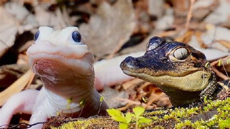 Mystic Adalah Nama Yang Dipilih Untuk Buaya Putih Leucistic Langka