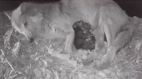 Newborn Black Wolf Pups