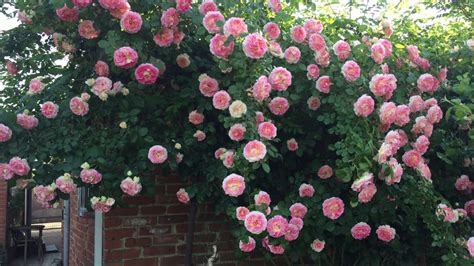 САД С ПЛЕТИСТЫМИ РОЗАМИ Garden with climbing roses - YouTube