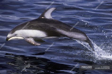 Pacific White Sided Dolphin Underwater