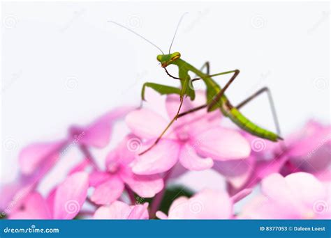 Praying Mantis Pink Flower Sideview Stock Photos - Image: 8377053