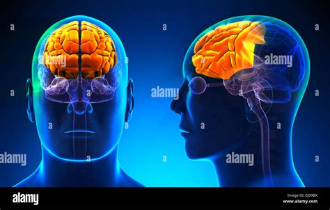 Frontal lobe and brain hi-res stock photography and images - Alamy