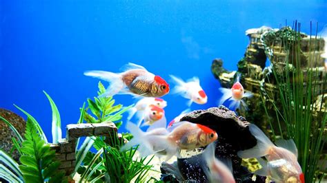 Fish Wallpaper And Screensavers 58 Images