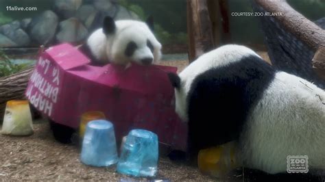 Giant panda twins turn 4 at Zoo Atlanta | 11alive.com