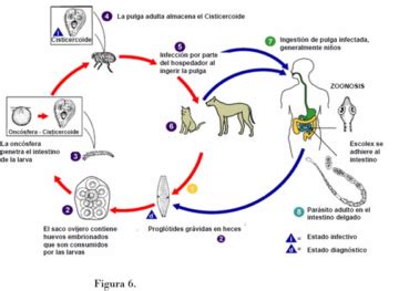 Cestodos Intestinales En Mascotas