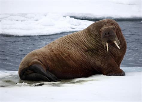 What are Walruses? (with pictures)