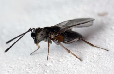 Anagyrus Sp Hymenoptera Andalousie Occidentale Le Monde Des Insectes