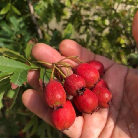 Crataegus pinnatifida major (Hawthorn)