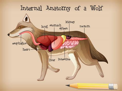 Anatomia Interna Di Un Lupo 1533694 Arte Vettoriale A Vecteezy