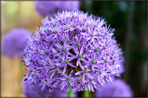 Through Carol's Lens: In the Allium Family