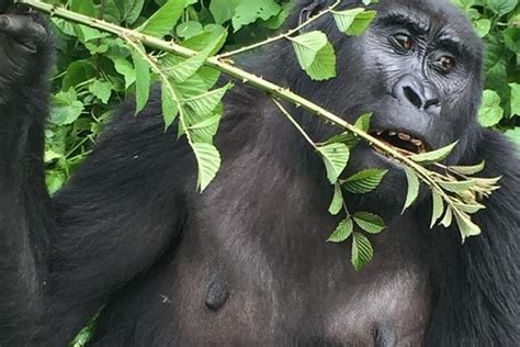 Tour Days Rwanda Budgeted Safari Gorillas Wildlife Tours Visit