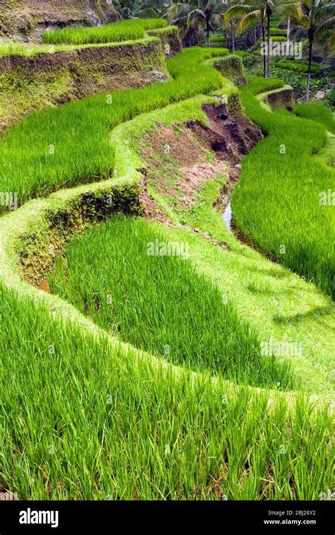 rice terraces  bali indonesia stock photo alamy