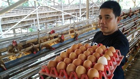 Peternakan Ayam Petelur Newstempo