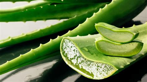 Aloe Vera The Ancient Miracle Plant And Its Benefits To Cats