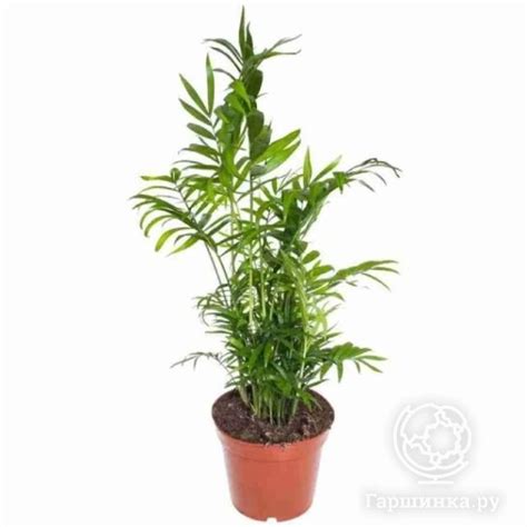 Хамедорея купить в Москве по низкой цене - интернет-магазин Гаршинка