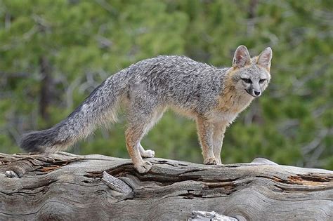 Foxes in Tennessee (2 Species With Pictures) - Wildlife Informer